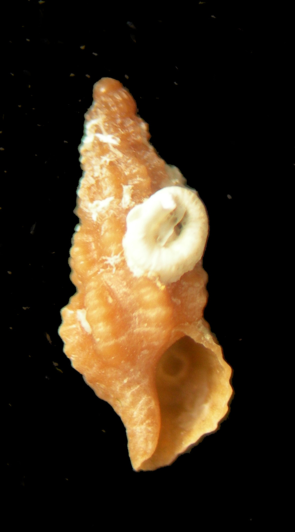 Chauvetia procerula